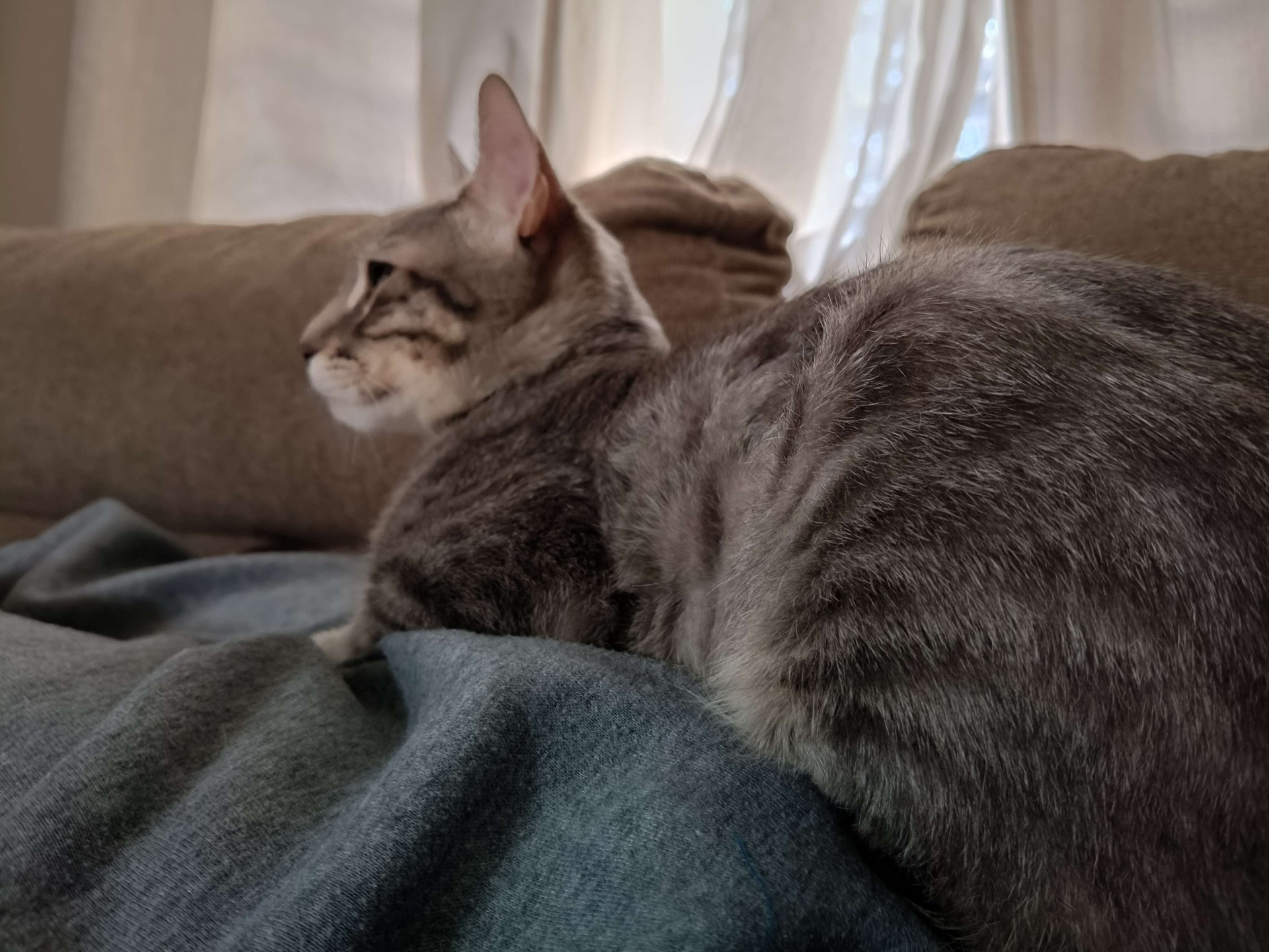 Bella
