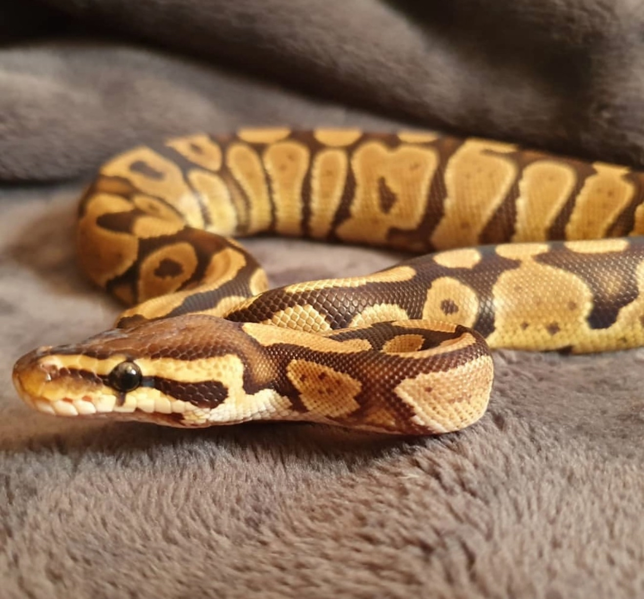 Slinky